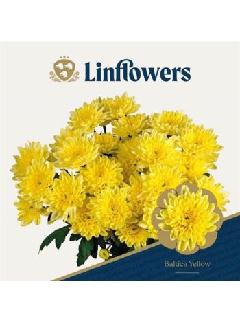 CHR T  S. BALTICA YELLOW