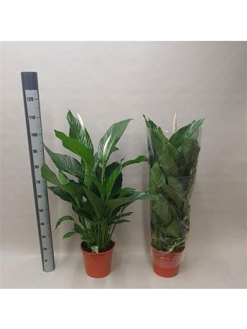 SPATH SWEET LAURETTA