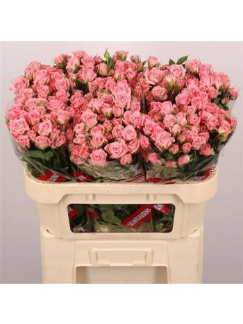 R TR ODILIA 70CM