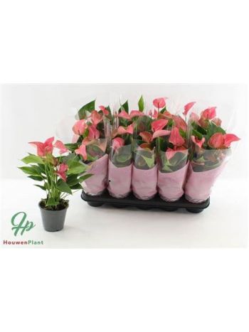 ANTHU FL ROMANTICO
