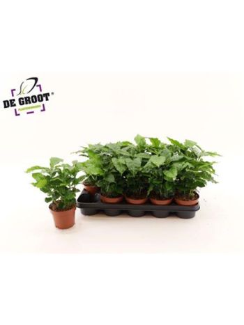 COFFEA ARABICA