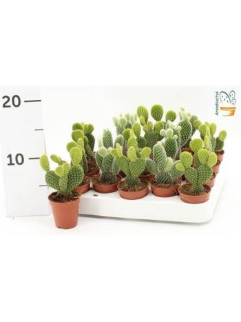 OPUNTIA MICRODASYS