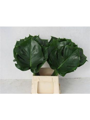 MONSTERA BLAD