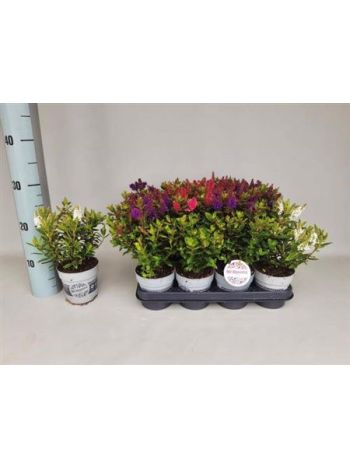 HEBE ALL BLOOMS GEM