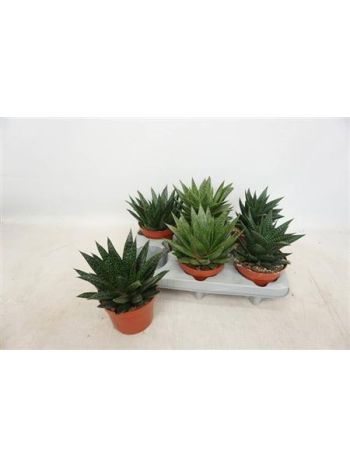 ALOE GEM