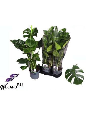 MONSTERA DELICIOSA