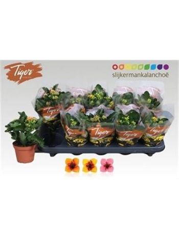 KAL EN TIGER GEM