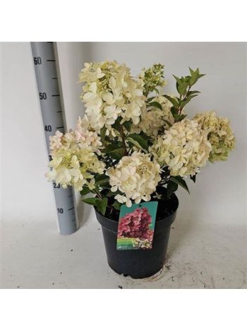 HYDR PANICULATA