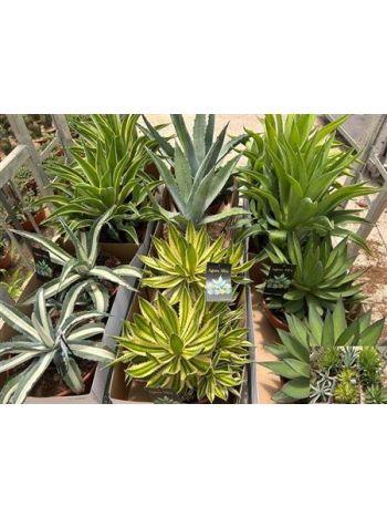AGAVE MIX EXTRA