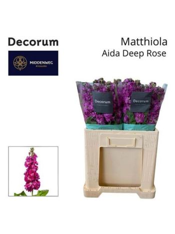 MATTH AIDA DEEP ROSE