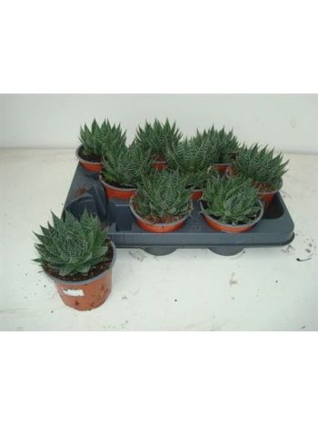 ALOE ARISTATA