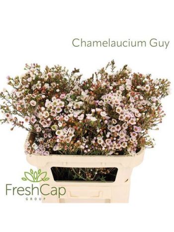 CHAME GUY