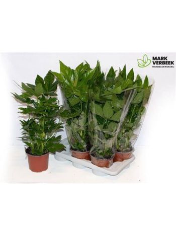 FATSIA JAPONICA
