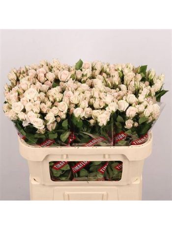 R TR ROYAL PORCELINA 70CM