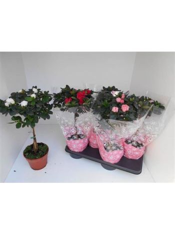 RHODO SI TÖRZSES