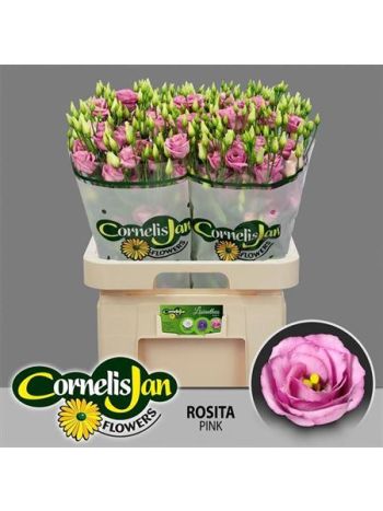 EUS G ROSI ROSE PINK