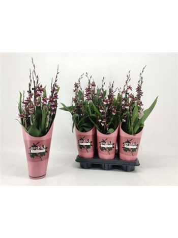 BUR BARROCCO RED