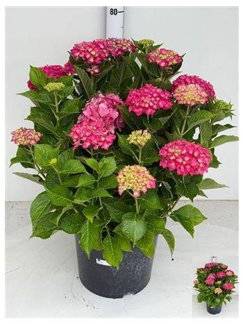 HYDR M 15-20+ PINK
