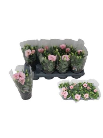 EUST JULIETTA PINK