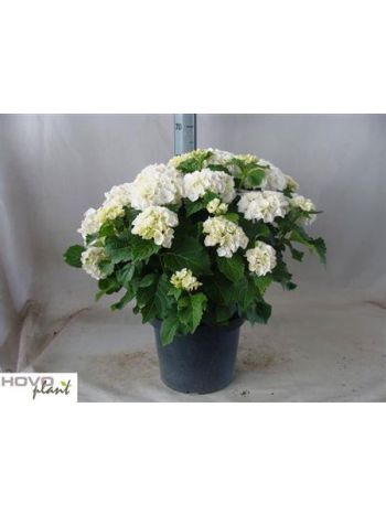 HYDR M 15-20+ CRYSTAL PALAC