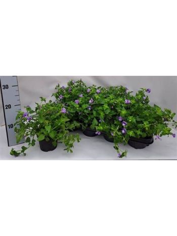TORENIA SUM WAVE VIOLET
