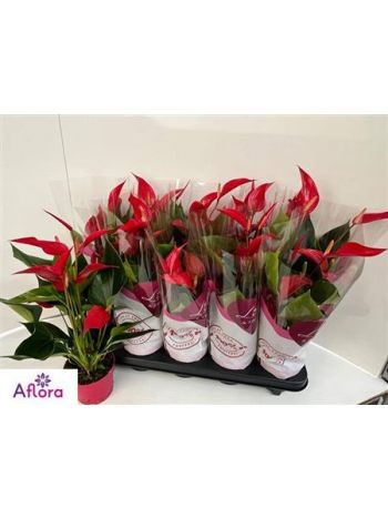 ANTHU BANDEROLA ROJA