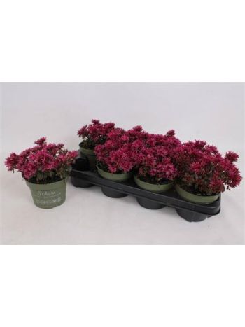 SEDUM SPU SPOT D ROS