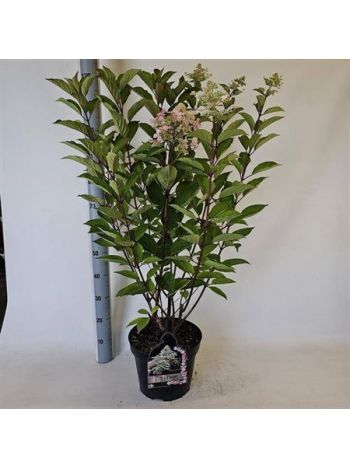 HYDR PANICULATA PINK