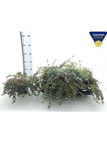 SEDUM SI MEDIOVARIEG