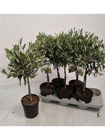 OLEA EUROPAEA TÖRZSES