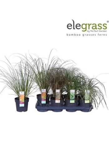 CAREX MIX