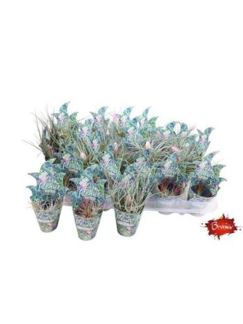 TILL AIRPLANT POTCOVER