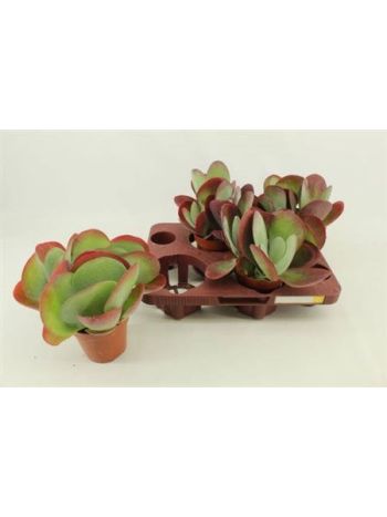 KALANCHOE THYRSIFL*4