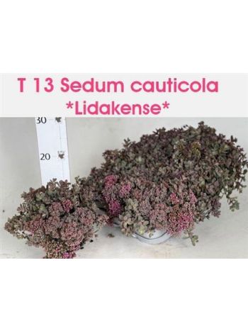 SEDUM CAUT LIDAKENSE