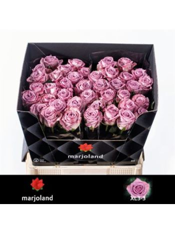 R GR NAYELI! 60CM