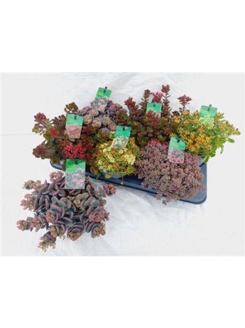 SEDUM GEM