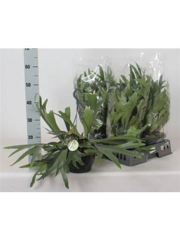 PLATYC BIFURCATUM