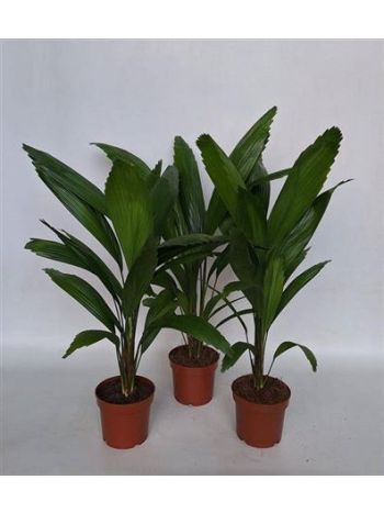LICUALA GRANDIS