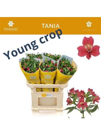 ALSTR TANIA