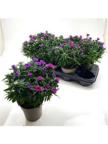 ASTER M LADY GEM POT