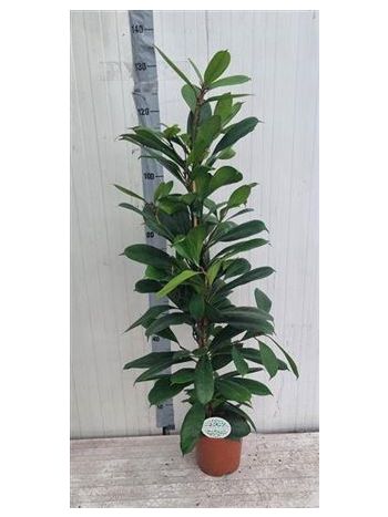 FICUS CYATHISTIPULA