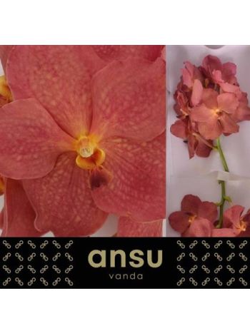 VANDA NI SALMON