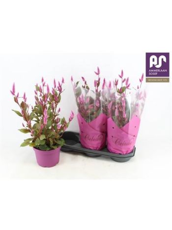 CEL WILD PINK