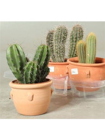CACTUS AGYAG KASPÓS