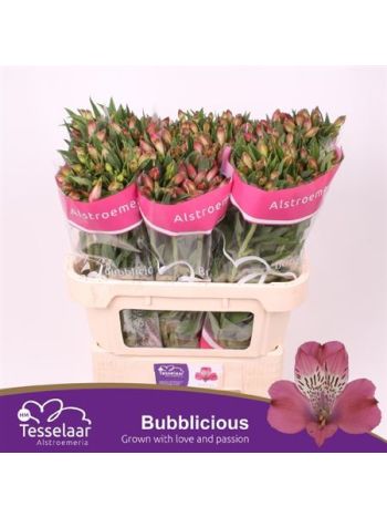 ALSTR BUBBLICIOUS