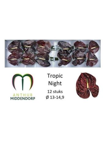 ANTH A TROPIC NIGHT *12