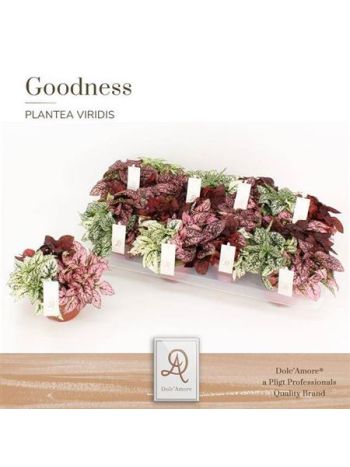 HYPOESTES TRIO