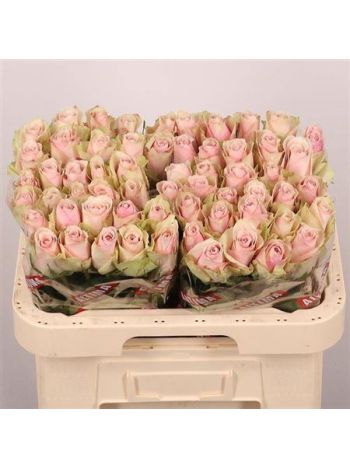 R GR PINK ATHENA 60CM