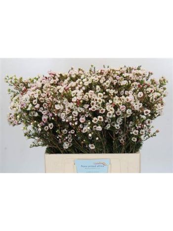 CHAME MOONL DELIGHT 60CM