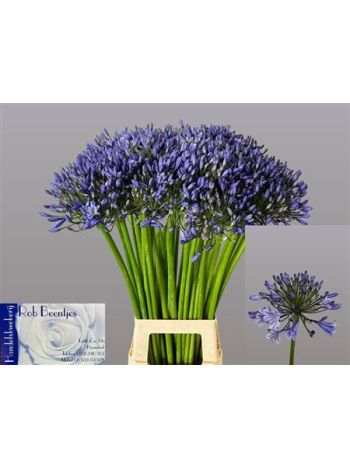 AGAP SUZAN 85CM